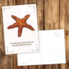 Postkarte Krafttier Seestern "Sicherheit" – Bild 3